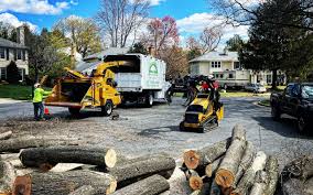 How Our Tree Care Process Works  in  Keene, NH