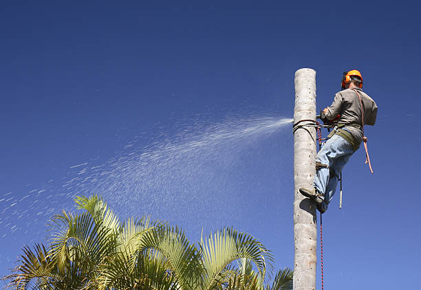 Tree and Shrub Care in Keene, NH